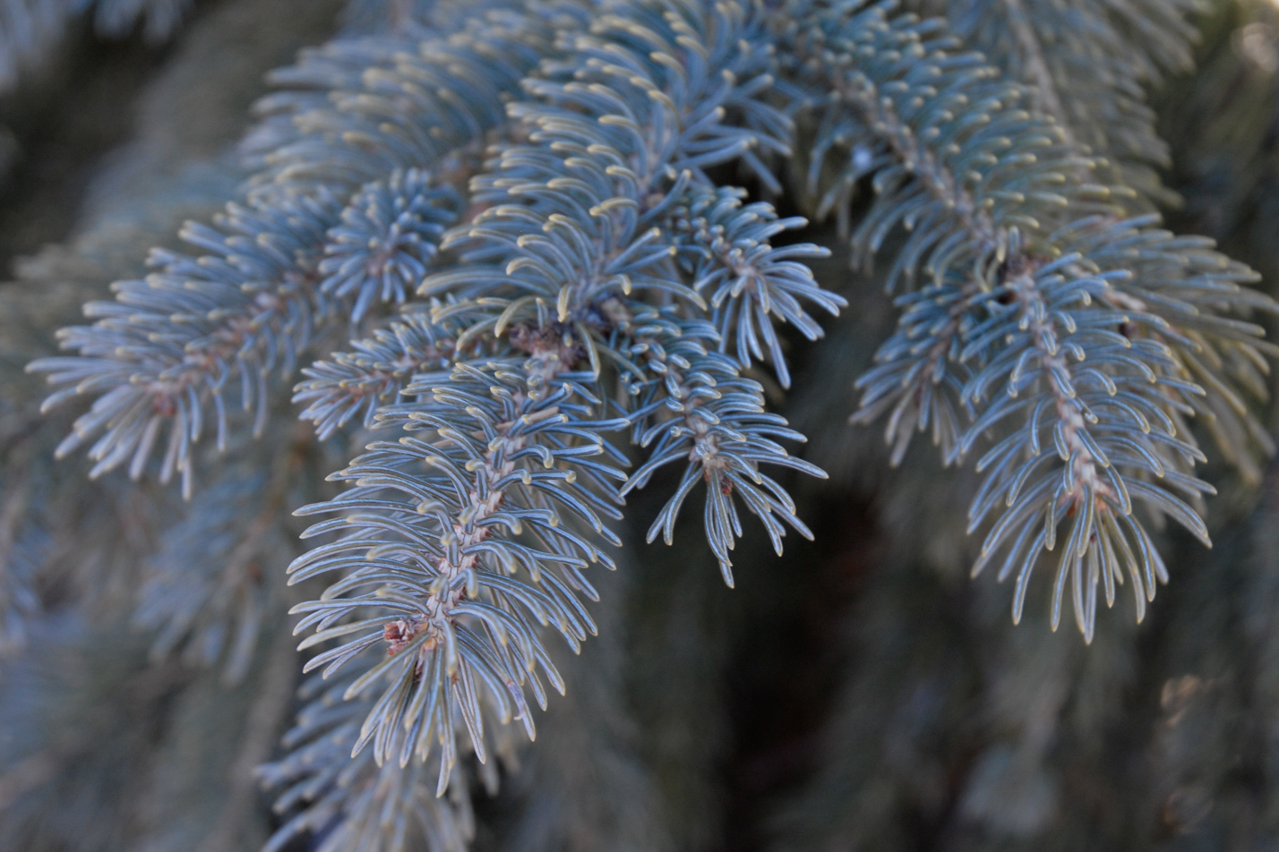 Weeping White Spruce